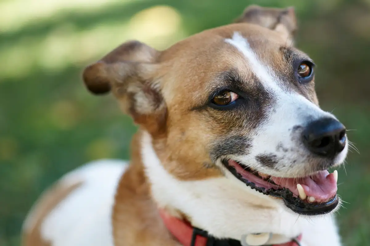 Guida ragionata agli allevamenti Jack Russell a Roma e al ruolo del centro cinofilo Wilde Talent