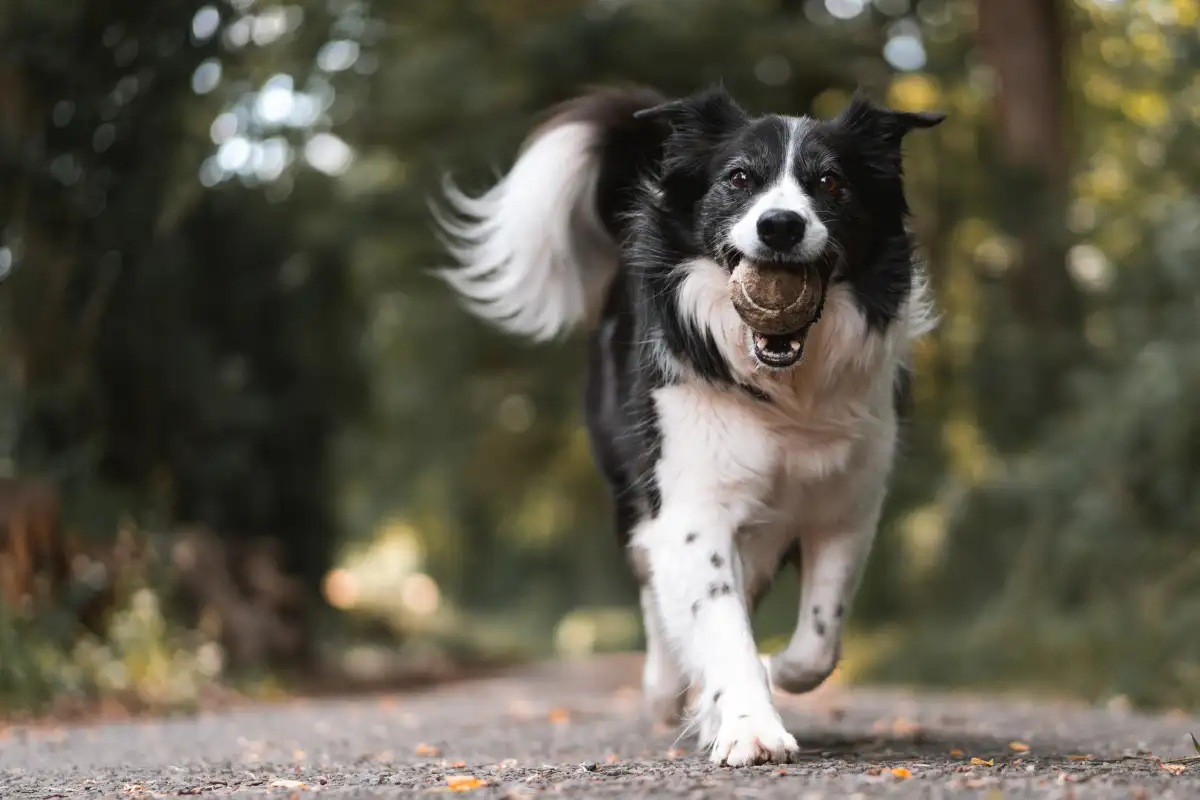 Preparazione del cane per l’IGP a Pordenone: guida operativa con Xavier Dog Trainer