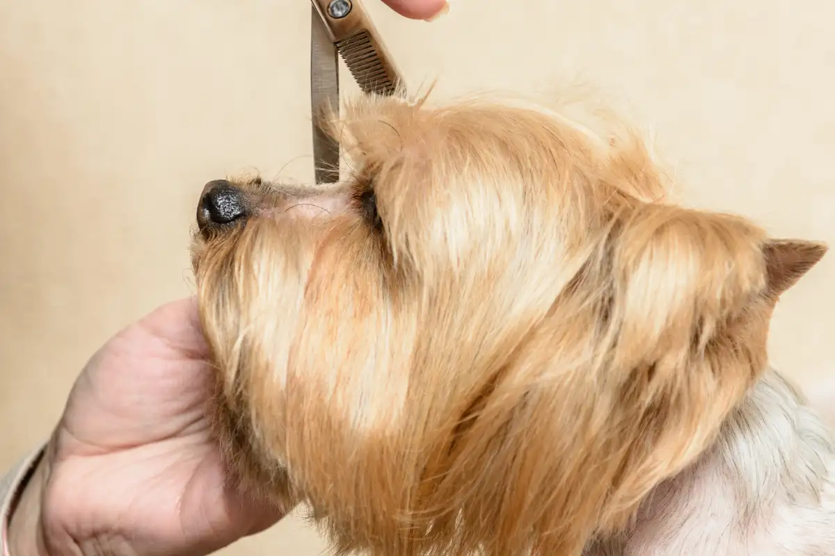 Lavaggio cani self‑service h24 a Vignola: guida pratica per igiene e tempi sotto controllo