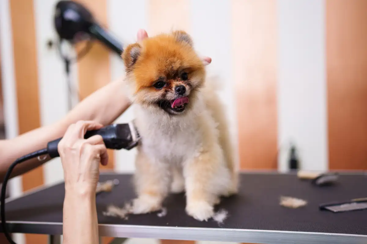 Bagni dermatologici per cani a Vimercate: guida pratica e segnali da tenere d’occhio