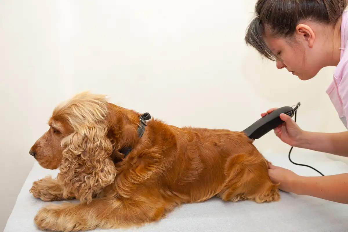 Toelettatura professionale per cani a Rende: guida pratica firmata Mat & Nik