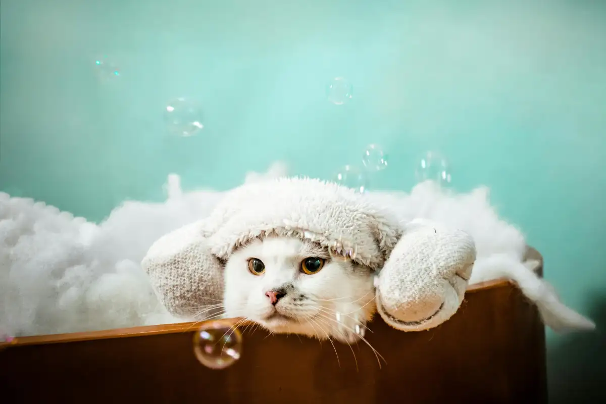 Taglio unghie gatti a Rende: guida pratica Mat & Nik per una routine sicura