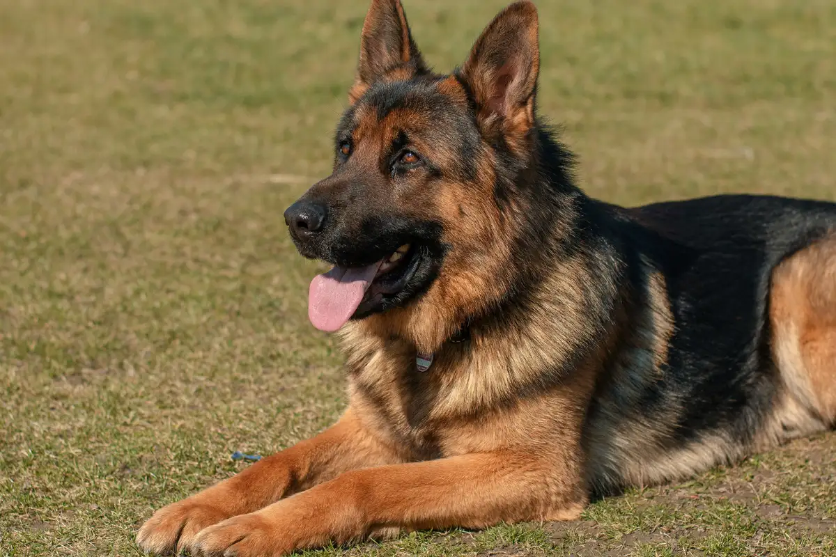 Pensione con addestramento cani a Ragusa: guida pratica ispirata a I Piccoli Dei dell’Olimpo