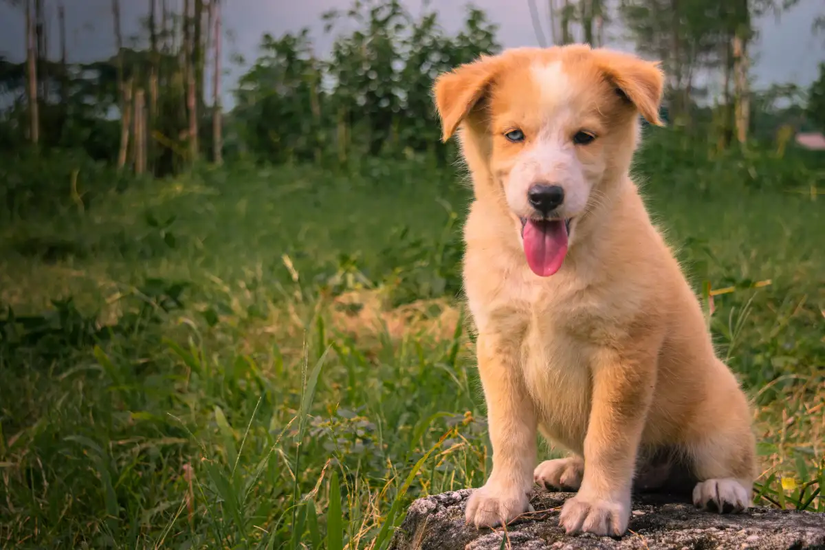 Cuccioli di Pastore Maremmano Abruzzese a Chiuduno: l’approccio dell’Allevamento della Rossera per una scelta consapevole