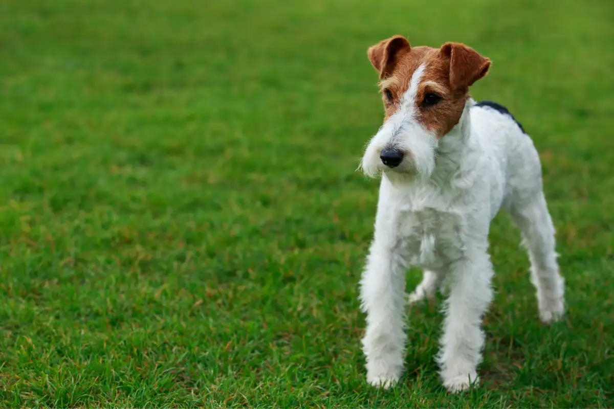 Addestramento cani con problemi comportamentali a Brescia: l’approccio strutturato ispirato a Giulia Piardi