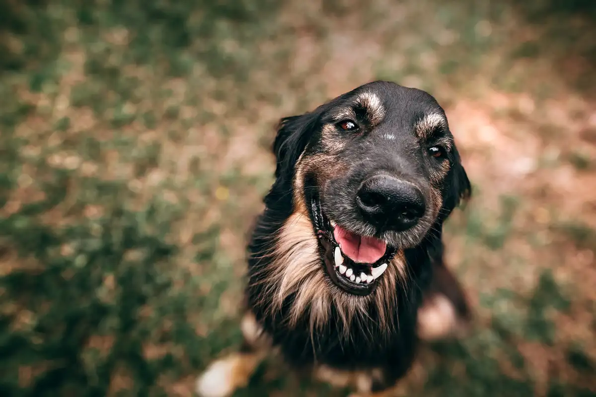 Allevamento della Rossera: guida consapevole alla scelta e alla vendita di cuccioli di Border Collie a Chiuduno