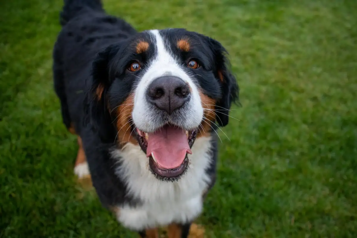 Pet therapy a Quinzano d’Oglio: guida operativa per scuole, famiglie e servizi