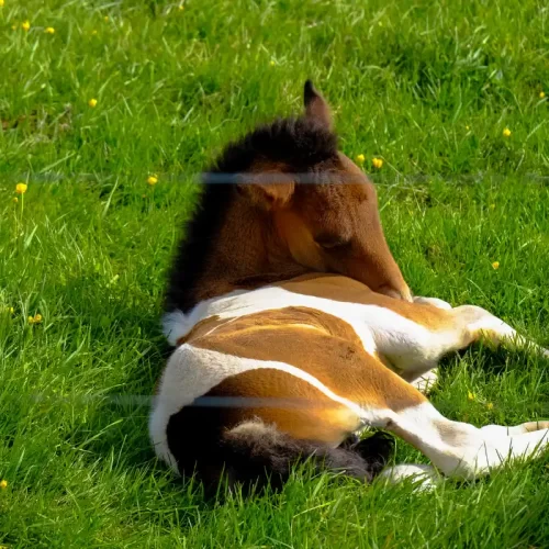 Visite veterinarie equine approfondite a Ghedi: quando servono e come prepararsi