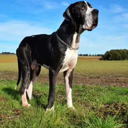 Vendita di cuccioli di Alano tedesco a Cavagnolo: guida pratica con Amis d’un Reve