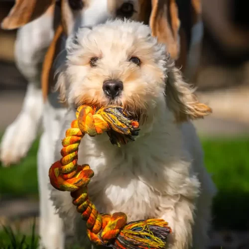 Guida Valtenesi alla scelta di un allevamento italiano di Maltipoo a Roma