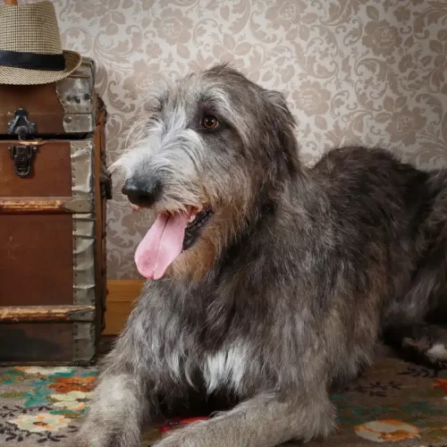 Vendita di cuccioli Irish Wolfhound a Cavagnolo: guida pratica con Amis d’un Rêve