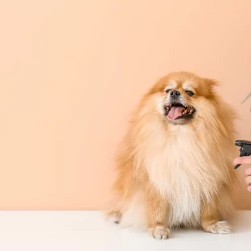 Guida ai trattamenti di ozonoterapia e pulizia dentale per animali domestici a Pessano con Bornago