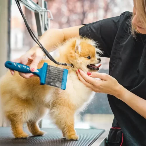 Toelettatura cani a Vignola: guida pratica per scegliere e pianificare il servizio giusto