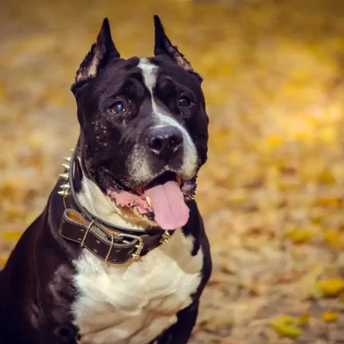 Dog sitting diurno a Udine: scegliere un servizio centrato sul linguaggio del cane