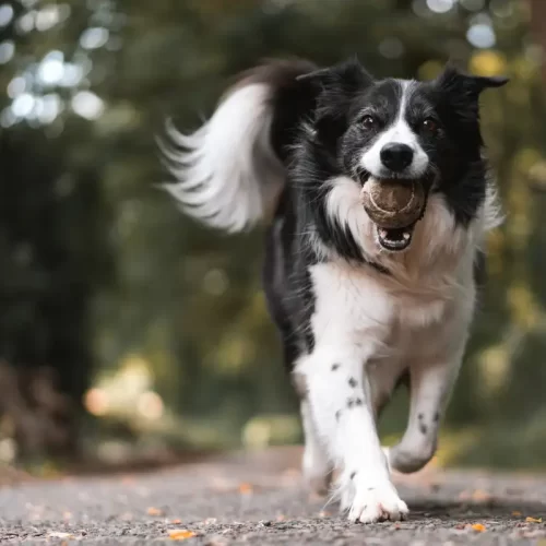 Preparazione del cane per l’IGP a Pordenone: guida operativa con Xavier Dog Trainer