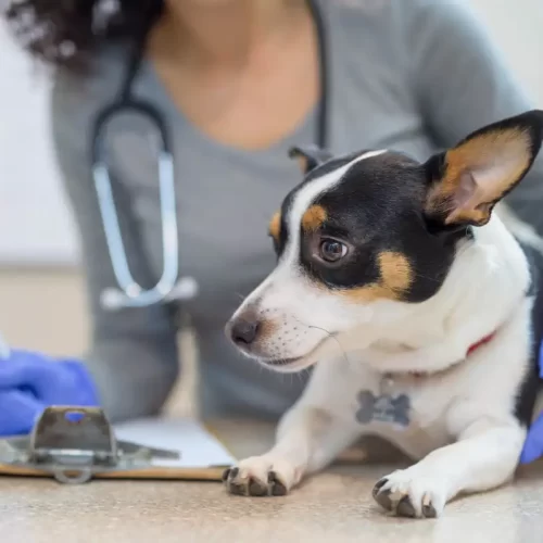 Cura dei problemi articolari negli animali a Cagliari: guida operativa per cani e gatti