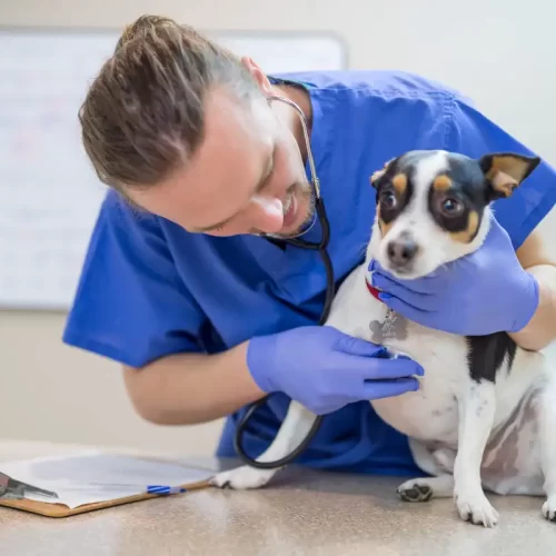 Veterinario per agopuntura animali a Cantù: quando e perché sceglierlo