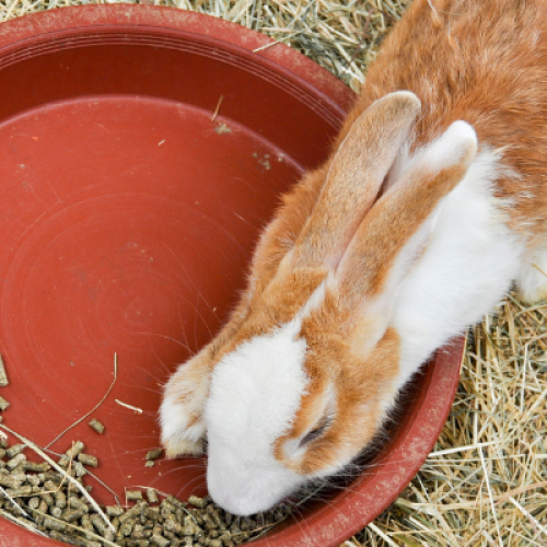 Mangime personalizzato a Modena: la scelta ideale per il benessere dei tuoi animali