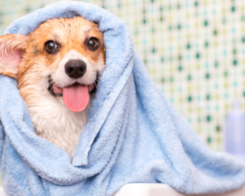 Come prendersi cura del proprio animale con la toelettatura professionale a Comano Terme