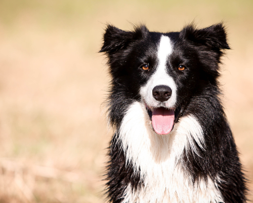 Dove trovare cuccioli Border Collie a Chiuduno: guida all’acquisto consapevole