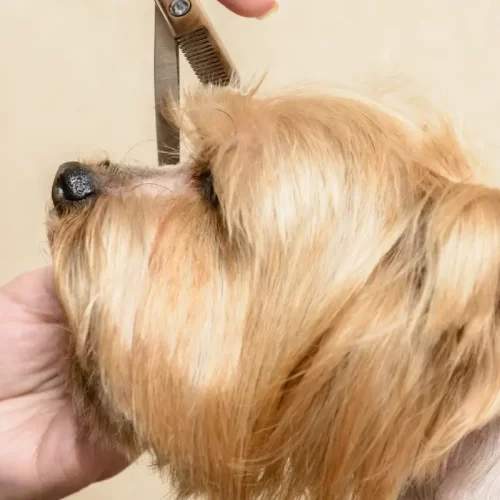 Lavaggio cani self‑service h24 a Vignola: guida pratica per igiene e tempi sotto controllo