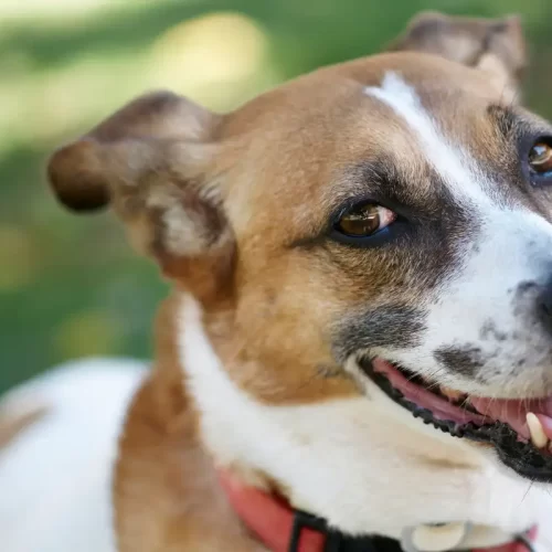 Dove trovare cuccioli di Corgi a Treviso: guida pratica alla scelta consapevole