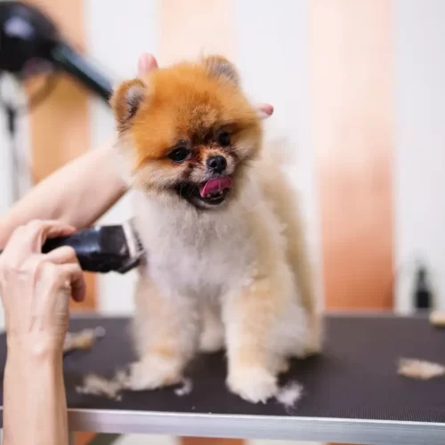 Bagni dermatologici per cani a Vimercate: guida pratica e segnali da tenere d’occhio