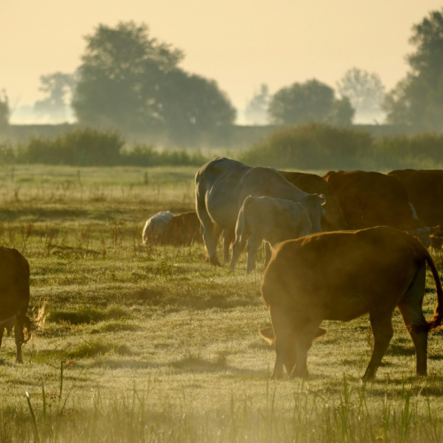 Vendita di semi per fecondazione bovina a Udine: criteri tecnici e scelte informate con Spermex Italia Srl