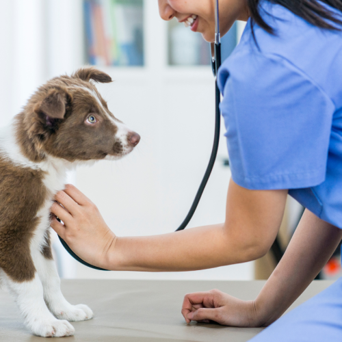 Veterinario per zoppia del cane a Cagliari: segnali, prime mosse e percorso clinico