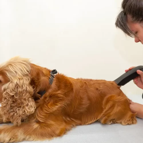 Toelettatura professionale per cani a Rende: guida pratica firmata Mat & Nik