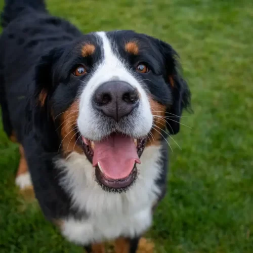 Vendita cuccioli Jack Russell a Roma: guida consapevole con il centro cinofilo Wilde Talent