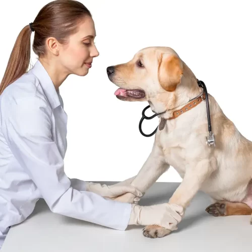 Ambulatorio veterinario a Pozzomaggiore: guida pratica alla visita con il veterinario Carta Maurizio
