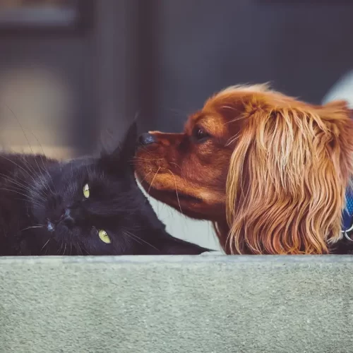 Guida alla scelta della pensione per cani a Faggiano: criteri, check-list e realtà locali
