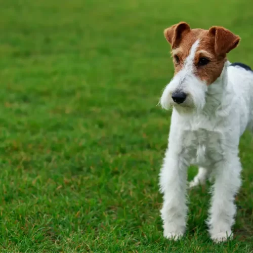 Guida Valtenesi: come scegliere un allevamento italiano di Barboncini a Trento