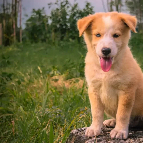 Guida alla scelta di un allevamento di Corgi riconosciuto ENCI a Treviso: criteri, visite e trasparenza