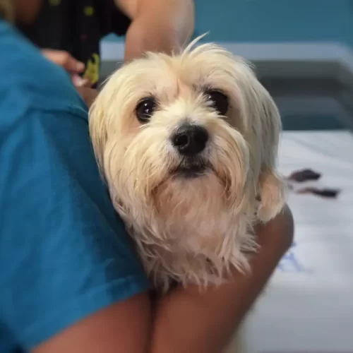 Pronto soccorso veterinario a Scafa: guida rapida per agire con metodo