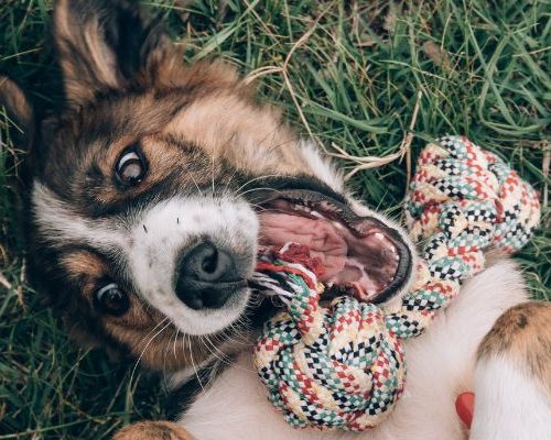 Pensione per cani a Savona: il luogo ideale per il benessere del tuo amico a quattro zampe