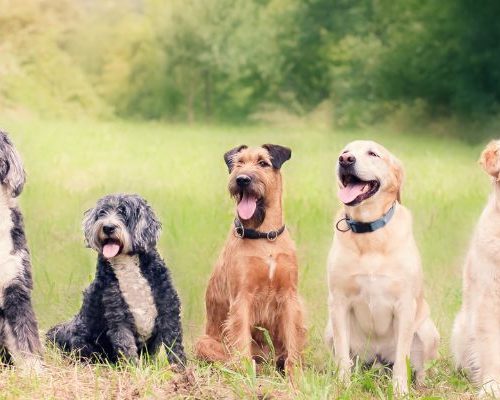 Addestramento cani cinofili a Sora: educazione, disciplina e complicità